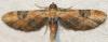90466 – Photo : Arthropa - Benoit Martha – France (65)