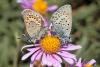 90372 – Photo : Pierre SENGEZ – France (04)