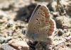 90875 – Photo : Pierre SENGEZ – France (04)