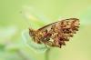 90381 – Photo : Pierre SENGEZ – France (04)