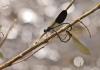 90666 – Photo : Gilles SALAMA – France (81)