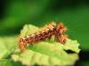90121 – Photo : Sylvain Houpert – France (91)