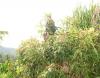 90832 – Photo : X.leen – Thaïlande