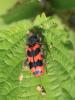 90737 – Photo : Sylvain Houpert – France (91)