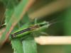 90408 – Photo : Sylvain Houpert – France (71)