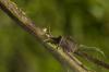 90222 – Photo : Michel Renou – France (04)
