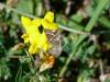 90470 – Photo : Remy GENTNER – France (67)