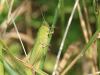 90352 – Photo : Sylvain Houpert – France (71)