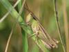 90353 – Photo : Sylvain Houpert – France (71)