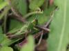 90120 – Photo : Sylvain Houpert – France (91)
