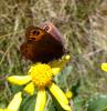 90033 – Photo : Arnaud Jean-Pierre – France (09)