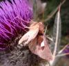90412 – Photo : Arnaud Jean-Pierre – France (09)