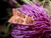 90414 – Photo : Arnaud Jean-Pierre – France (09)