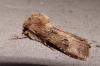 90881 – Photo : Arnaud Jean-Pierre – France (09)