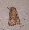 90904 – Photo : Arnaud Jean-Pierre – France (09)