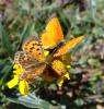 90866 – Photo : Arnaud Jean-Pierre – France (09)
