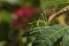 90451 – Photo : Michel Mathieu – France (14)