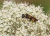 90727 – Photo : Michel Mathieu – France (14)