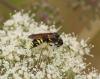 90742 – Photo : Michel Mathieu – France (14)