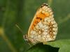 90011 – Photo : Pierre Gros – France (06)