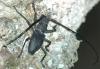 Morimus asper