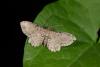90481 – Photo : Samuel DUCEPT – France (86)