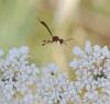 90389 – Photo : Patrick Decreus – France (34)
