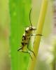 Chlorophorus varius
