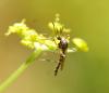 90591 – Photo : Patrick Decreus – France (93)