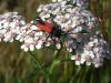 90855 – Photo : Prinobius – Espagne