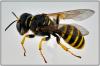 Ectemnius sexcinctus
