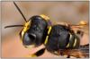 Ectemnius sexcinctus