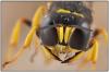 Ectemnius sexcinctus