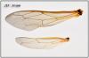 Ectemnius sexcinctus