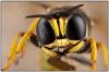 Ectemnius sexcinctus