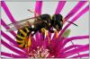 Ectemnius sexcinctus