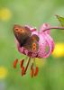 90109 – Photo : Pierre SENGEZ – France (04)