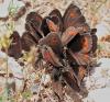 90135 – Photo : Pierre SENGEZ – France (04)