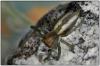 Cheiracanthium punctorium
