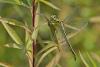 90029 – Photo : Marc Solari – France (68)