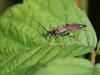 90736 – Photo : Sylvain Houpert – France (91)