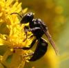 90952 – Photo : Jean-Sébastien Carteron – France (67)
