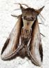 90320 – Photo : David Guedon – France (76)