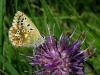 90901 – Photo : Sylvain Fadda – France (05)