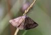 90775 – Photo : patrick derennes – France (44)