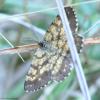 90929 – Photo : Bernard VENEAU – France (41)