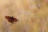 90356 – Photo : Frederique Bey – France (54)