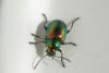 90251 – Photo : Michel Ehrhardt – France (68)