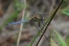 90300 – Photo : Michel Ehrhardt – France (68)
