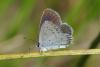 90286 – Photo : Michel Ehrhardt – France (68)